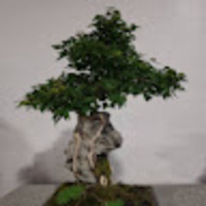 Meet your Posher, Becks